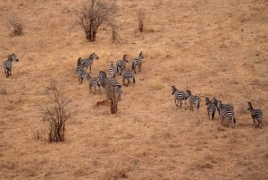 Tarangire : Safari en montgolfière et petit-déjeuner dans la brousse