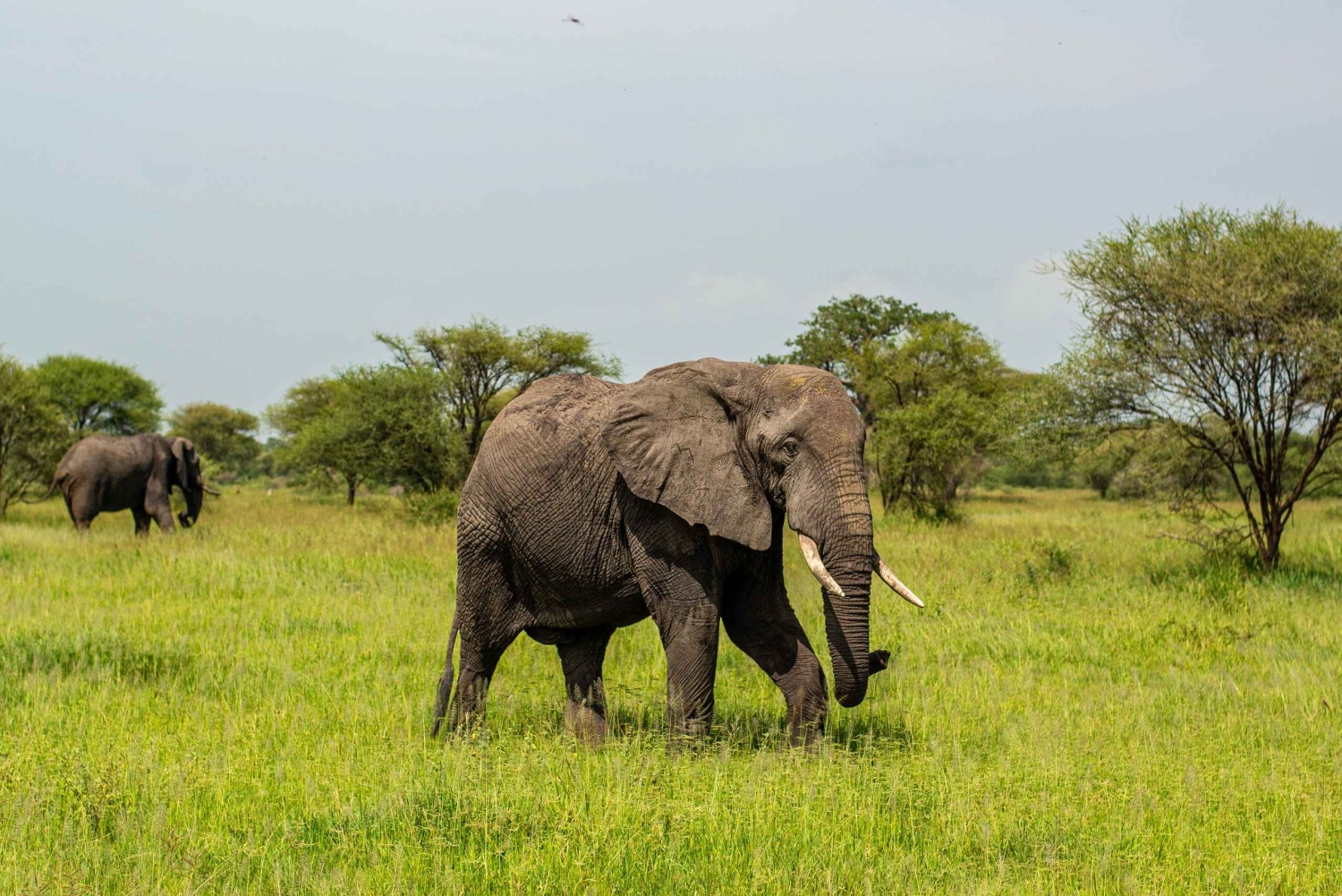 Safári de um dia em Tarangire: experiência privada num Suzuki Vitara 4x4