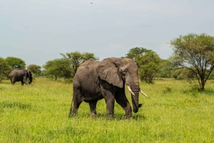 Safári de um dia em Tarangire: experiência privada num Suzuki Vitara 4x4