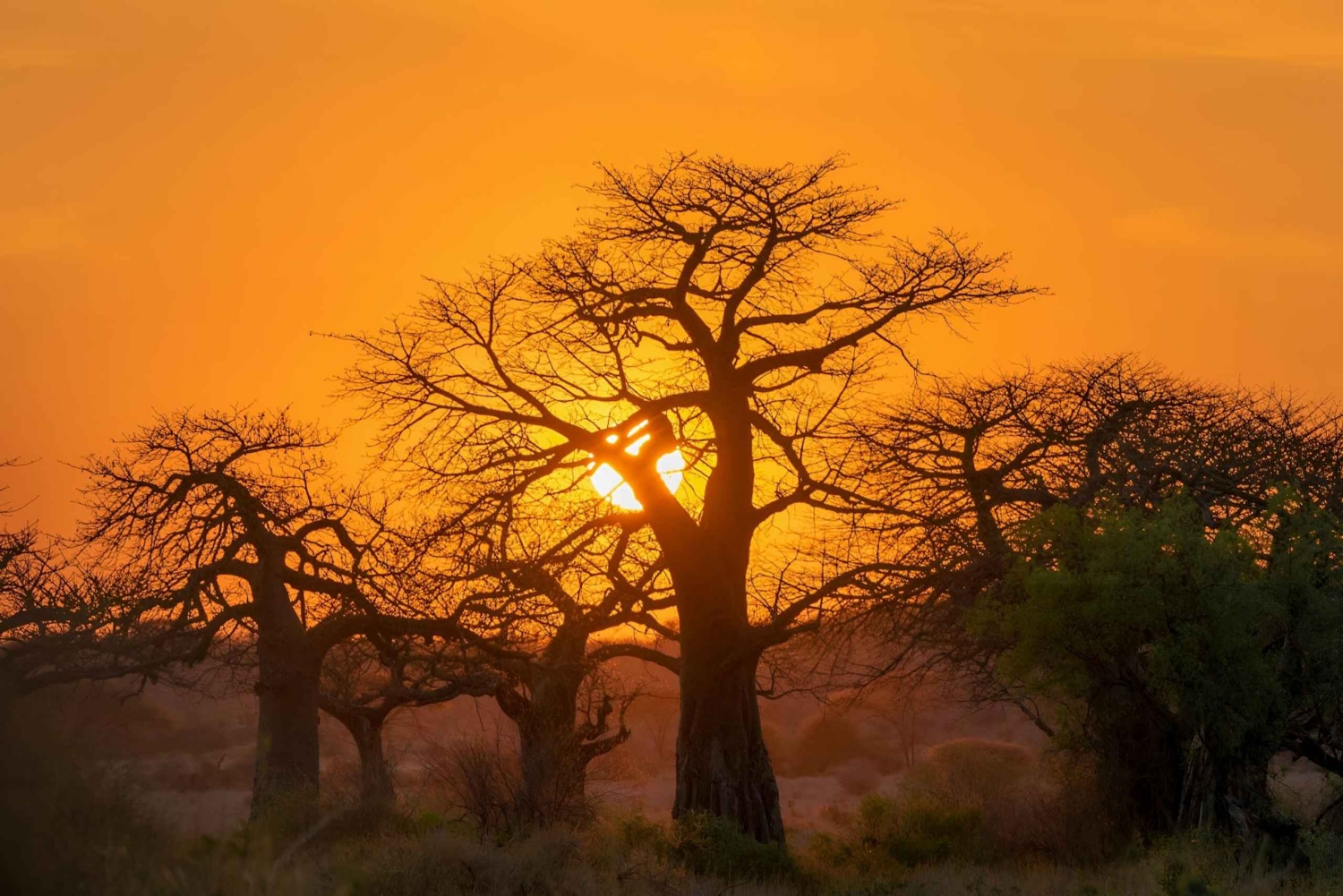 Tarangire Eco-Safari: Wildlife & Community Adventure