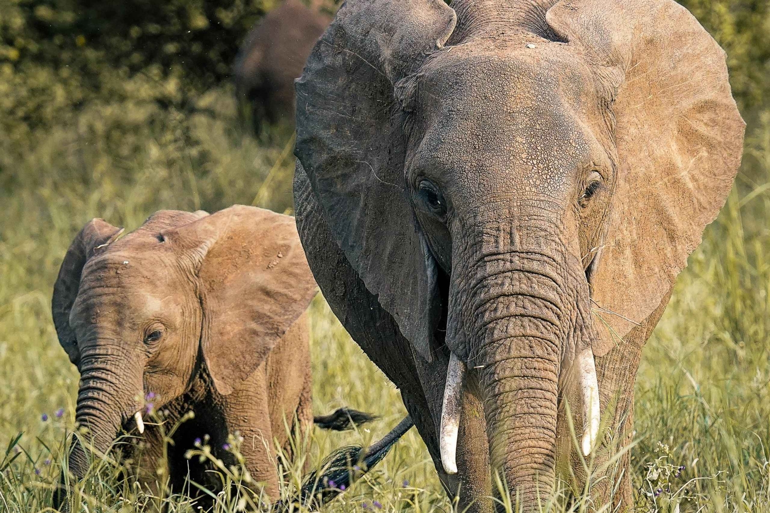 Tarangire Eco-Safari: Wildlife & Community Adventure