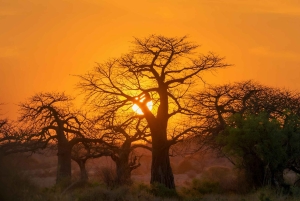 Tarangire Eco-Safari: Wildlife & Community Adventure