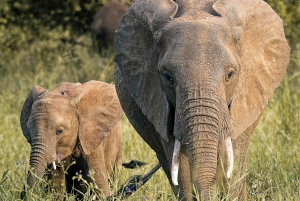 Tarangire Eco-Safari: Wildlife & Community Adventure