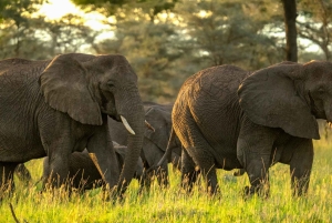 Tarangire Eco-Safari: Wildlife & Community Adventure