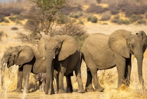 Tarangire Eco-Safari: Wildlife & Community Adventure