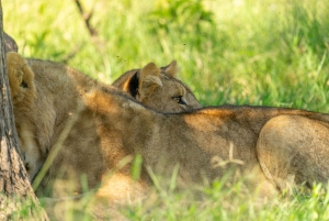 Tarangire Eco-Safari: Wildlife & Community Adventure