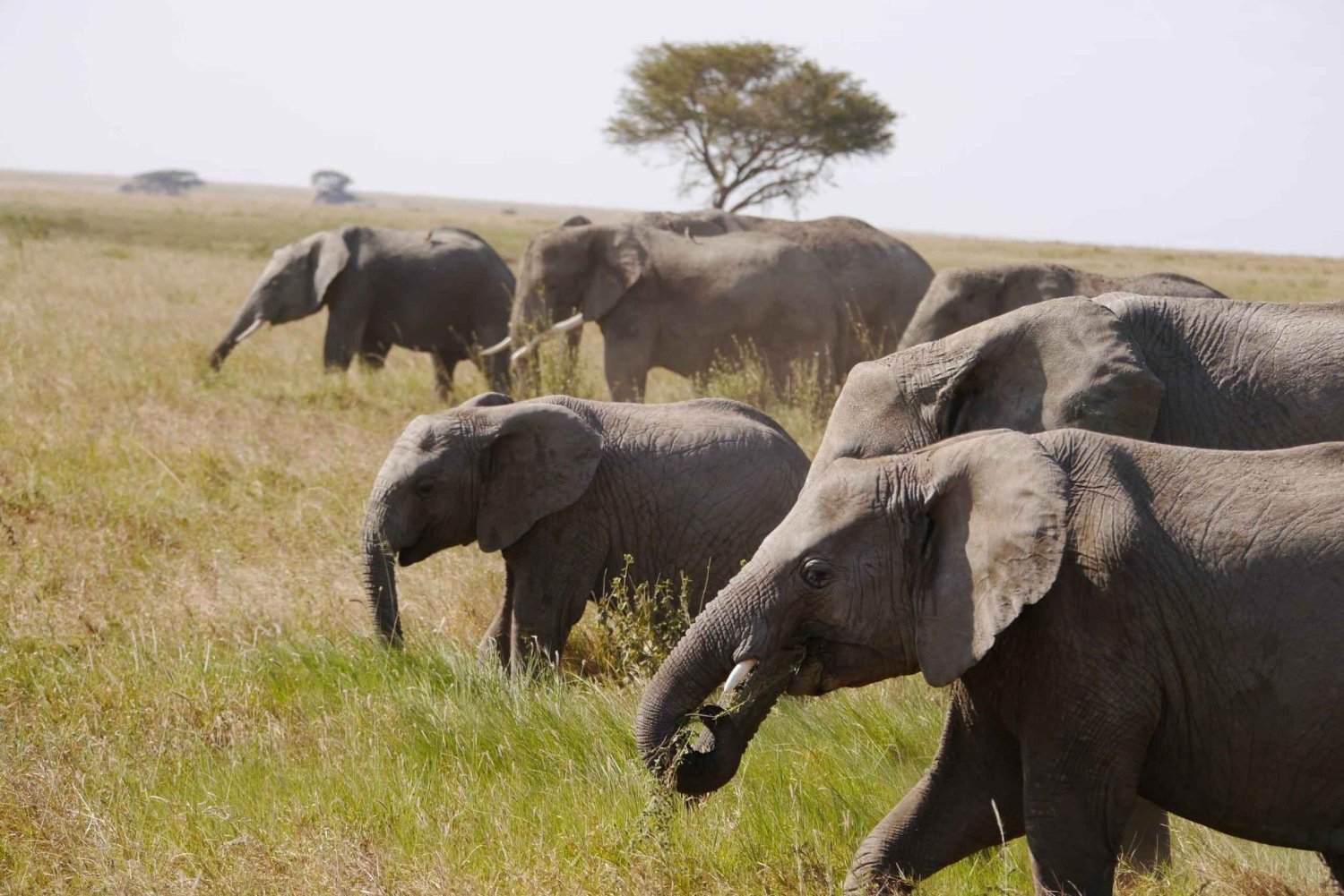 Park Narodowy Tarangire - całodniowe safari z dziką przyrodą