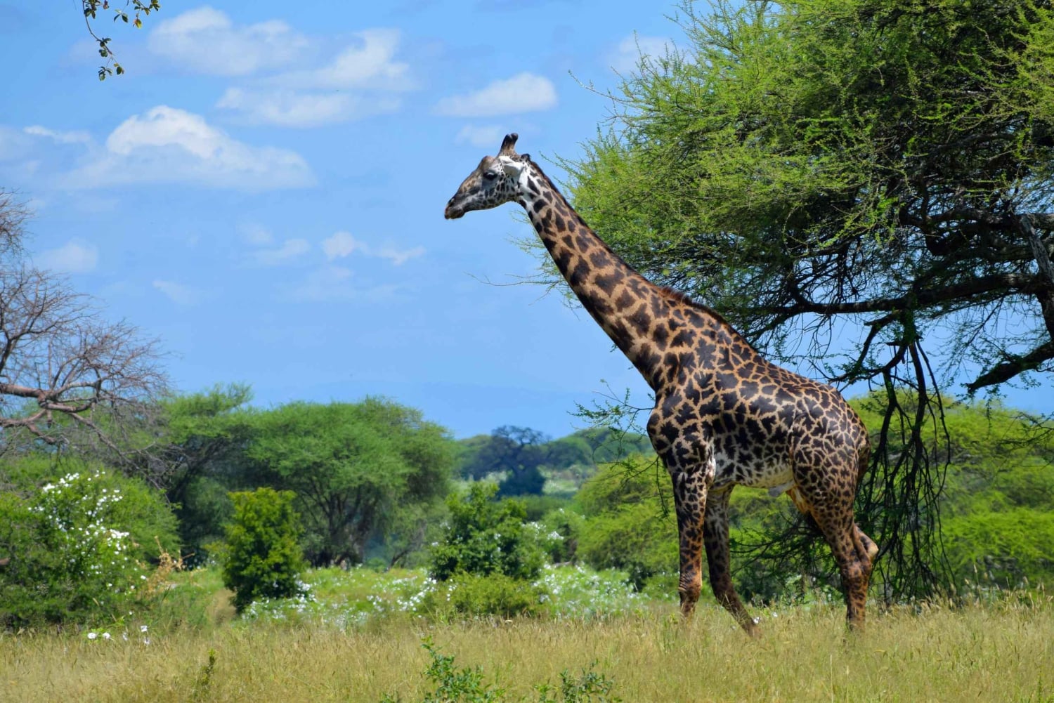 Tarangire National Park, Lake Manyara, & Ngorongoro Crater