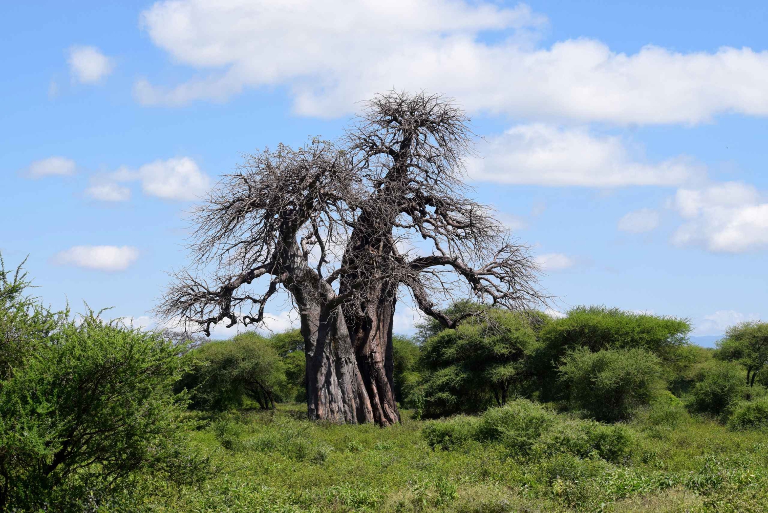 Tarangire National Park, Lake Manyara, & Ngorongoro Crater