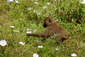 Parco Nazionale del Tarangire, Lago Manyara e Cratere di Ngorongoro
