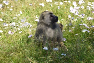 Parco Nazionale del Tarangire, Lago Manyara e Cratere di Ngorongoro