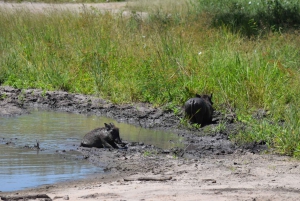 Parco Nazionale del Tarangire, Lago Manyara e Cratere di Ngorongoro