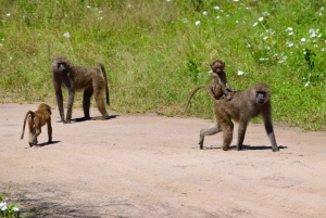 Parco Nazionale del Tarangire, Lago Manyara e Cratere di Ngorongoro