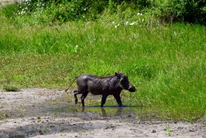 Parco Nazionale del Tarangire, Lago Manyara e Cratere di Ngorongoro