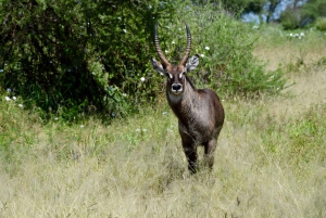 Parco Nazionale del Tarangire, Lago Manyara e Cratere di Ngorongoro