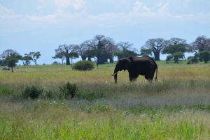 Parco Nazionale del Tarangire, Lago Manyara e Cratere di Ngorongoro