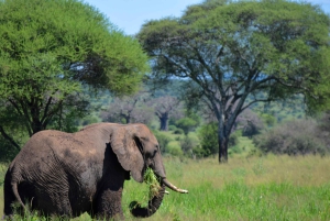 Parco Nazionale del Tarangire, Lago Manyara e Cratere di Ngorongoro