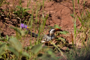 Parco Nazionale del Tarangire, Lago Manyara e Cratere di Ngorongoro
