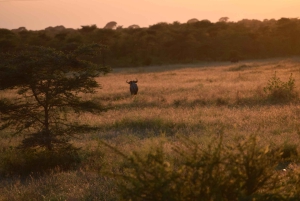 Parco Nazionale del Tarangire, Lago Manyara e Cratere di Ngorongoro