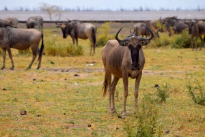 Parco Nazionale del Tarangire, Lago Manyara e Cratere di Ngorongoro