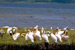 Parco Nazionale del Tarangire, Lago Manyara e Cratere di Ngorongoro