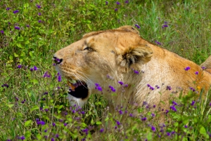Parco Nazionale del Tarangire, Lago Manyara e Cratere di Ngorongoro