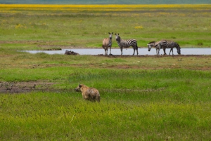 Parco Nazionale del Tarangire, Lago Manyara e Cratere di Ngorongoro