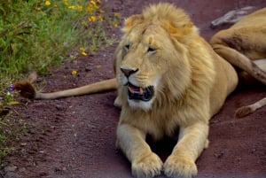 Tarangire National Park, Lake Manyara, & Ngorongoro Crater