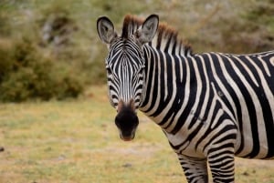Tarangire National Park, Lake Manyara, & Ngorongoro Crater