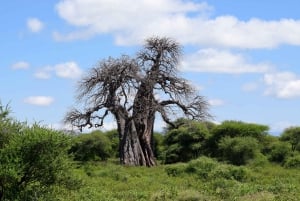 Tarangire National Park, Lake Manyara, & Ngorongoro Crater