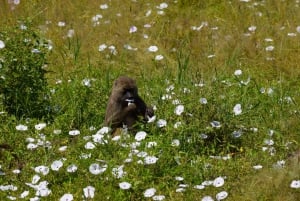 Tarangire National Park, Lake Manyara, & Ngorongoro Crater