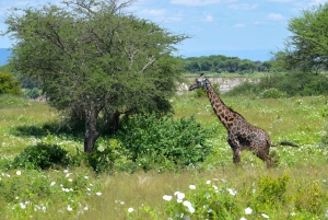 Tarangire National Park, Lake Manyara, & Ngorongoro Crater