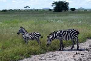 Tarangire National Park, Lake Manyara, & Ngorongoro Crater