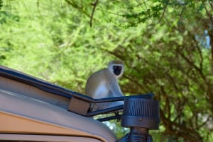Tarangire National Park, Lake Manyara, & Ngorongoro Crater