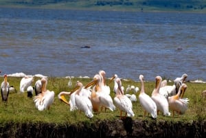 Tarangire National Park, Lake Manyara, & Ngorongoro Crater
