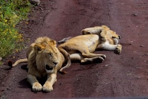 Tarangire National Park, Lake Manyara, & Ngorongoro Crater