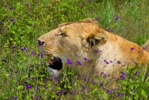 Tarangire National Park, Lake Manyara, & Ngorongoro Crater