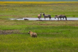 Tarangire National Park, Lake Manyara, & Ngorongoro Crater