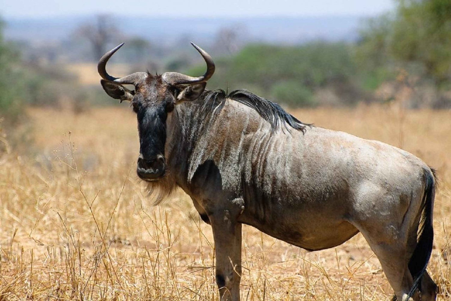 The unique Tarangire National Park