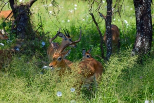 Tarangire nasjonalpark og Eyasi-sjøen (Datoga- og Hadzabe-landsbyene)