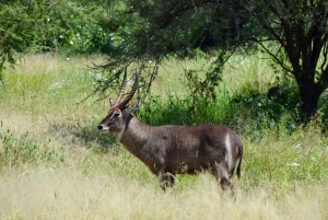 Tarangire nasjonalpark og Eyasi-sjøen (Datoga- og Hadzabe-landsbyene)
