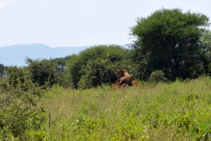 Tarangire nasjonalpark og Eyasi-sjøen (Datoga- og Hadzabe-landsbyene)