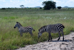 Tarangire nasjonalpark og Eyasi-sjøen (Datoga- og Hadzabe-landsbyene)