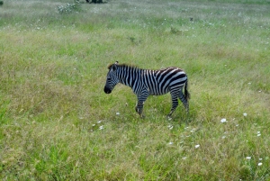 Tarangire nasjonalpark og Eyasi-sjøen (Datoga- og Hadzabe-landsbyene)