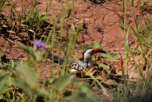 Tarangire nasjonalpark og Eyasi-sjøen (Datoga- og Hadzabe-landsbyene)