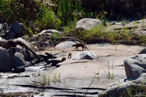 Tarangire nasjonalpark og Eyasi-sjøen (Datoga- og Hadzabe-landsbyene)
