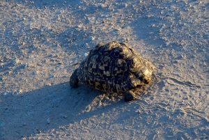 Tarangire nasjonalpark og Eyasi-sjøen (Datoga- og Hadzabe-landsbyene)