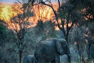 Tarangire, Serengeti i Ngorongoro: 5-dniowe safari