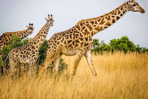 De bästa 10 dagarna med privat och lyxig safari i Tanzania – turer