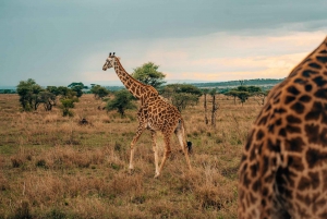 The Best Five Days Tanzania Budget Camping Safari tour